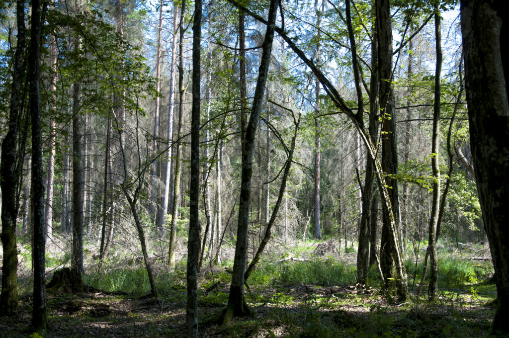 białowieski park narodowy