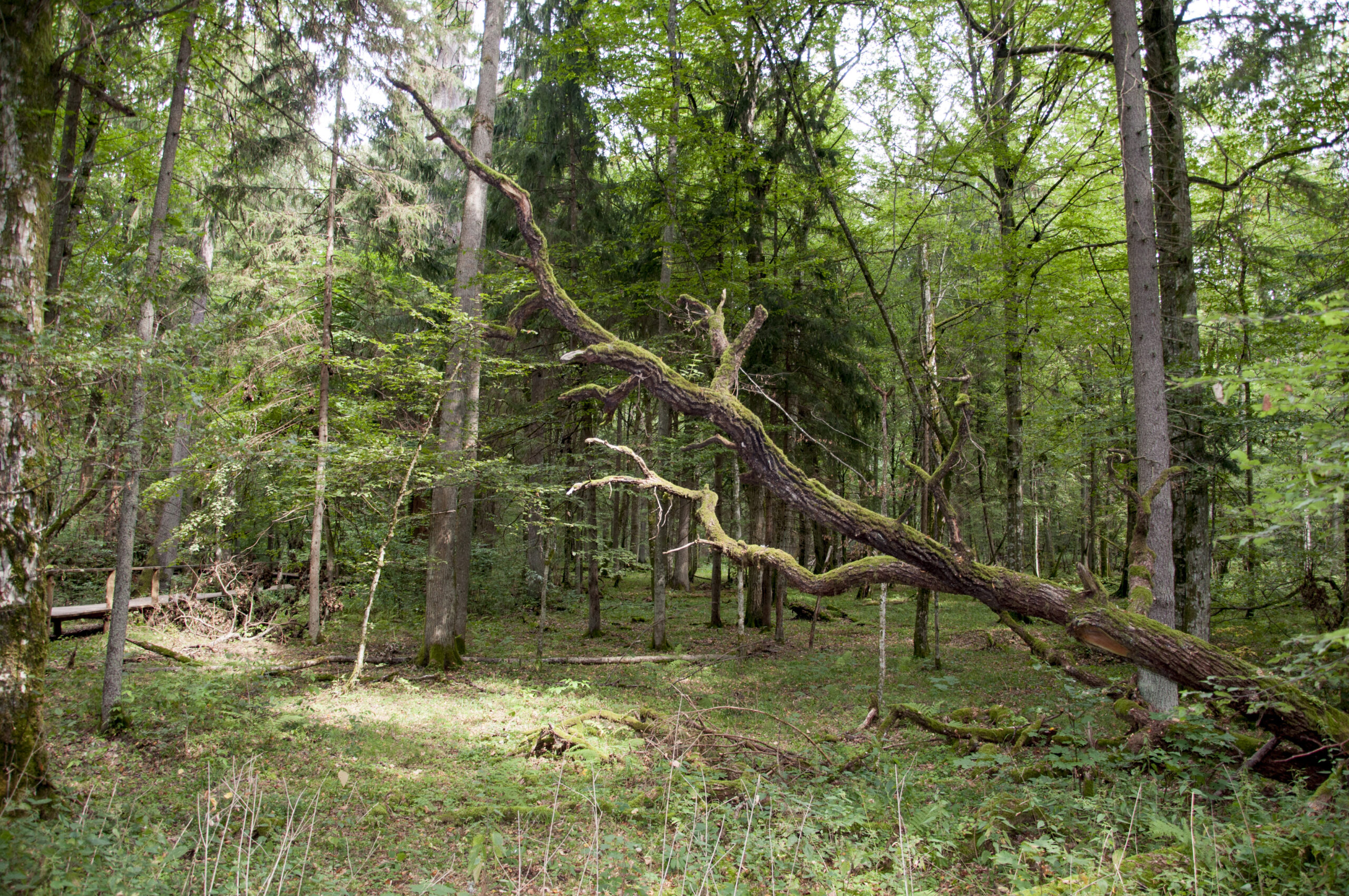białowieski park narodowy rezerwat ścisły