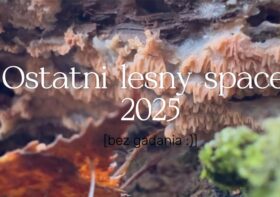 YouTube: Ostatni leśny spacer 2025